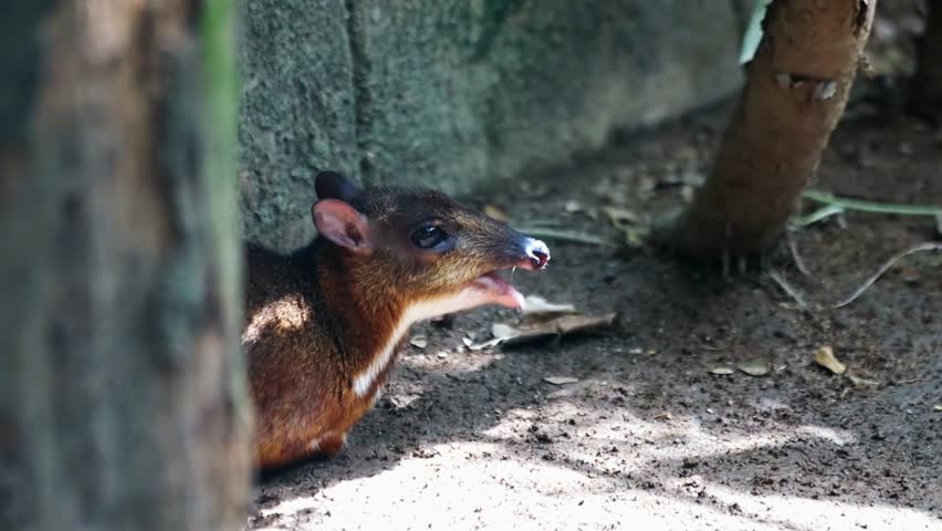 Mouse deer resting in the shadow in animals park