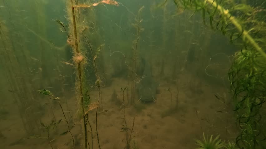 Camera advances toward a wels catfish - Silurus glanis - resting on the lake bottom before another catfish suddenly strikes the lens with its head.
