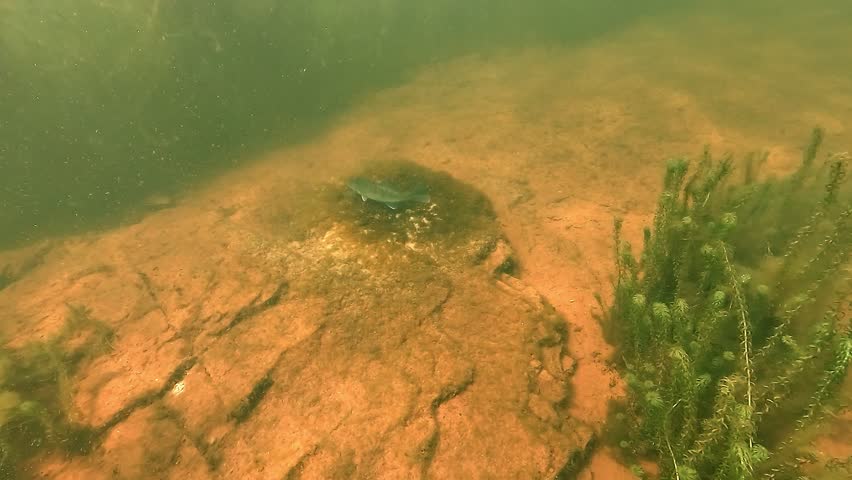 Five successive underwater shots show pike perch, zander - Sander lucioperca - reproduction, from the approach to close views of the spawning nest, eggs and guarding male.