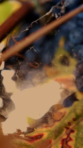 Bunches of grapevines. very close-up. Big bunches of red juicy ripe grapes on a vine, in warm sunset sunlight. vineyard. Grape Growing. viticulture. Winemaking.