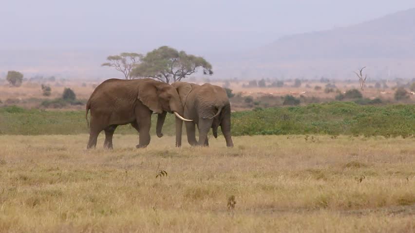 Two African elephants walking and interacting across open savanna grassland with mountain in background