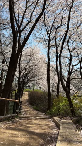 Vertical view of a peaceful park path covered with fallen cherry blossom petals under a canopy of trees.