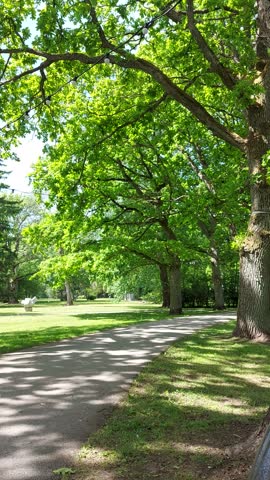 Green Trees in Sunny Summer Park