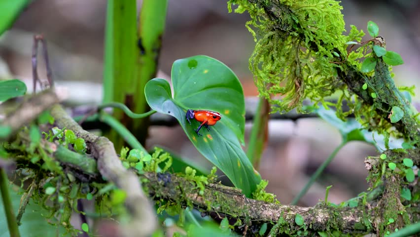 Close-up footage of a strawberry poison dart frog in its natural habitat in Costa Rica, showcasing vibrant coloration and detailed amphibian texture in crisp 4K resolution.