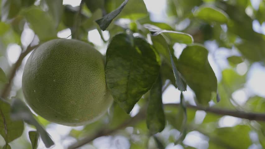 Pomelo Fruits Growing On A Tree In A Tropical Orchard, A video of pomelo fruits on a tree in a tropical, capturing fresh harvest beauty, perfect for food documentary and agricultural.