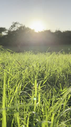 Beautiful sun flare over green grass field during golden hour sunset sky, low angle view
