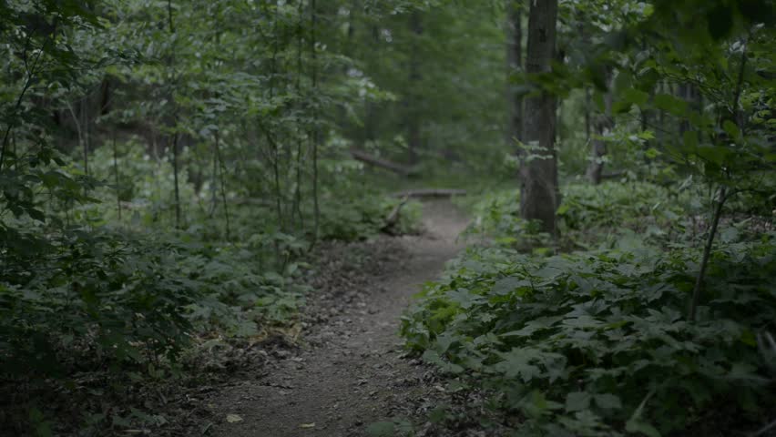 Canadian Forest on a Windy Day