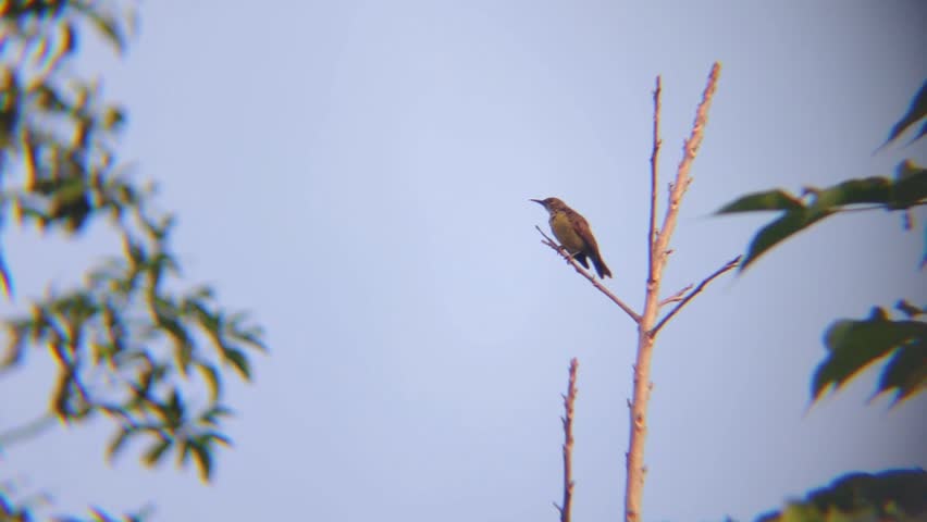 bird on a tree branch with a blue sky in summer