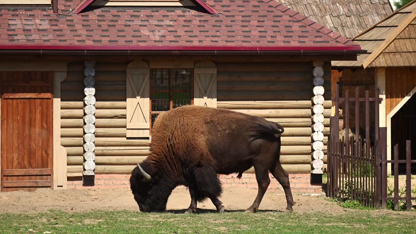 American bison grazing on grass near wooden log cabin. Huge buffalo standing in safari park paddock. Zoology, wildlife conservation, ecotourism and country ranch life concepts, animal preservation