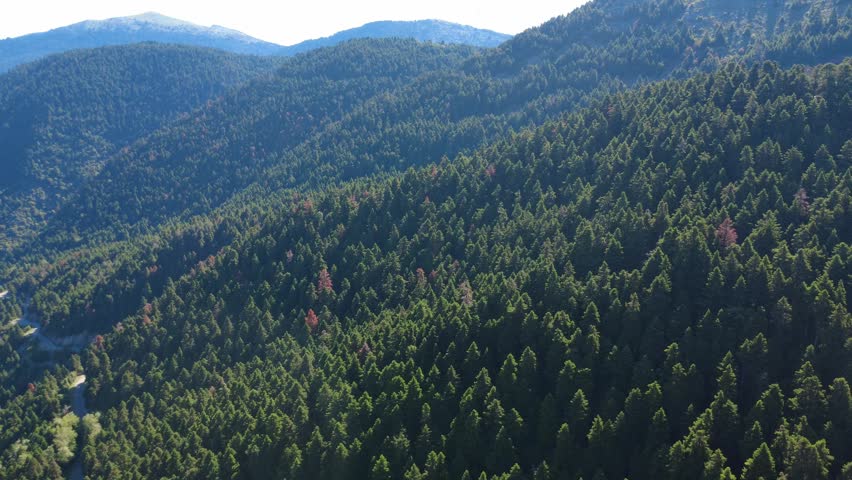 Aerial wide angle view of a mountainside covered by dense green fir forest, highlighting biodiversity, forestry, environmental protection, hiking, recreation and ecological tourism opportunities.