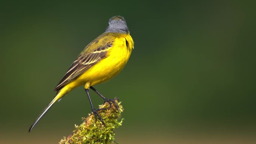 Beautiful Western Yellow Wagtail Bird Perched On Mossy Tree Branch