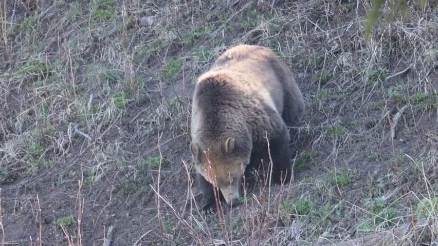Grizzly Bear in Spring in Yellowstone National Park Wyoming