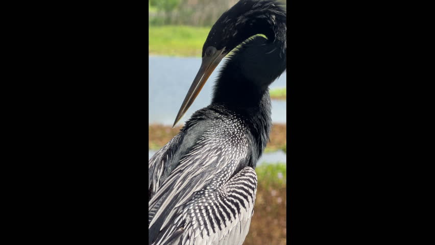 Vertical close-up of an anhinga (binomial name: Anhinga anhinga leucogaster) preening its wet feathers while perching on a boardwalk handrail in a flood mitigation zone and wildlife refuge in Florida