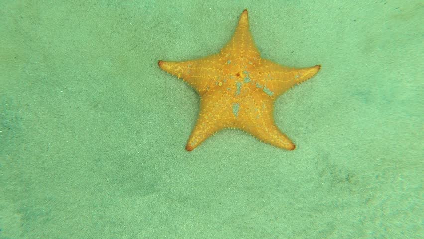 Underwater video featuring vibrant orange starfish resting on the sandy bottom in the shallow, crystal-clear waters of Playa Estrella, Bocas del Toro, Panama. The tranquil scene showcases the natural beauty of Caribbean marine life and one of the region