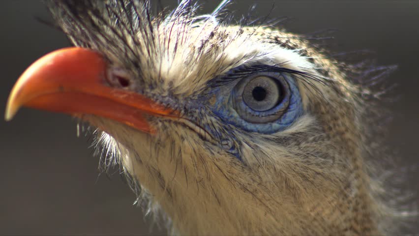 Red legged seriema, or crested cariama, slow motion close up of head and face, with orange beak and blue facial markings, showing detailed eye blinking motion in natural light on a sunny day.