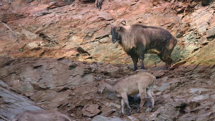 Takin herd climbs rocky mountainside, showcasing agility and adaptation. Wildlife footage captures natural movement and rugged habitat in dynamic motion.