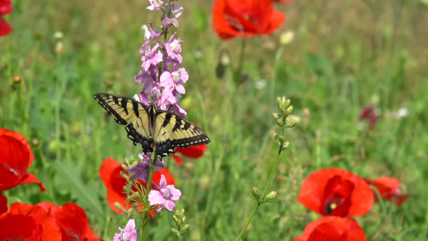 
Eastern Tiger Swallowtail butterfly (Papilio glaucus) butterfly gathers nectar from pink flower in wildflower meadow
