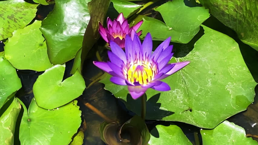 Purple and Pink Water Lily Flowers Blooming on Pond with Green Lily Pads, Tropical Nature