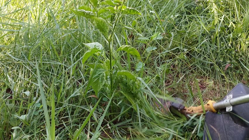 Operating an electric string trimmer to cut overgrown grass, maintaining an agricultural landscape and clearing weeds.