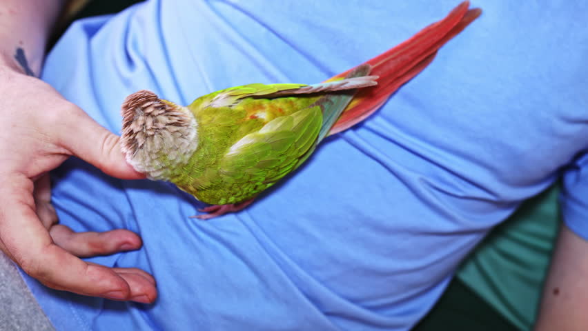 A small green bird stands on a person