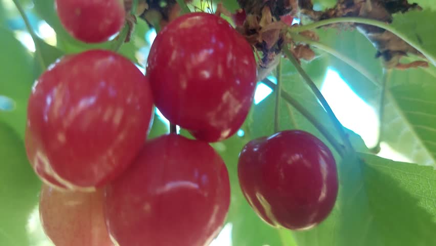 Close-up of ripe red cherries hanging on a tree branch
