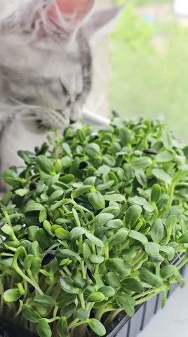 A cat looks curiously at a container of green plants on a windowsill. Sunlight shines on the plants as they grow. The moment shows the cat