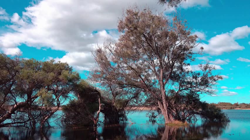Trees are reflected in the still water of a lake under a blue sky with fluffy white clouds. The footage