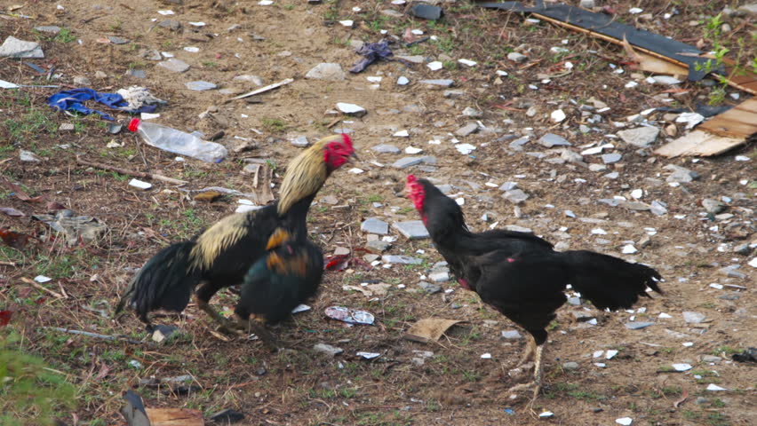 Two roosters fighting and pecking each other on dirty ground with debris under natural daylight in a static medium shot.