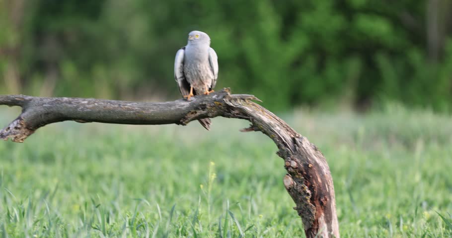 Male Montagu