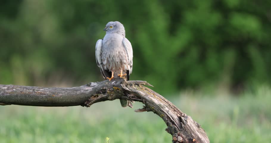 Male Montagu
