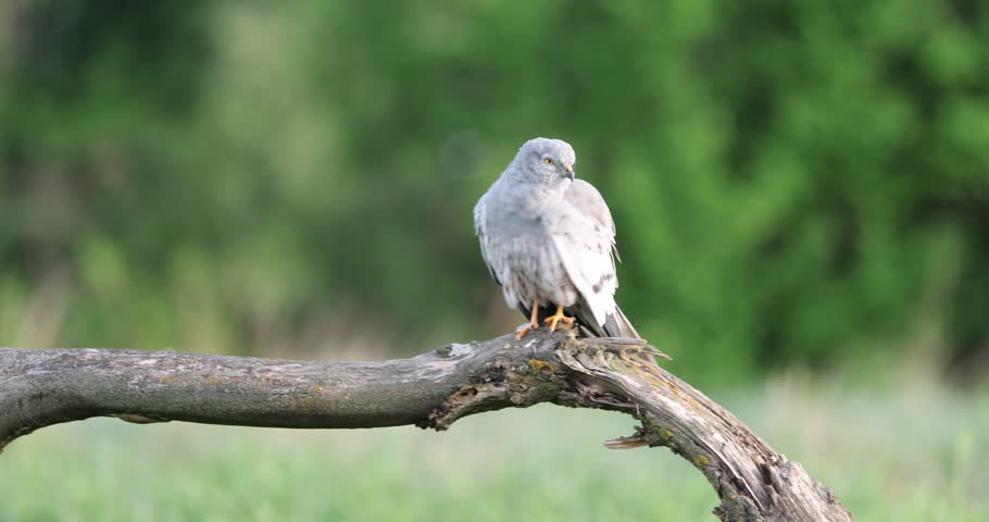 Male Montagu