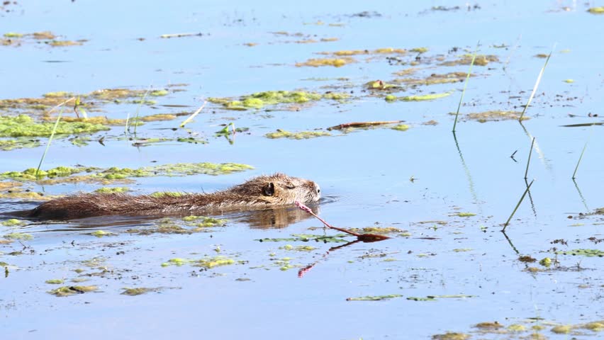Nutria swimming in a lake, surrounded by algae on the water