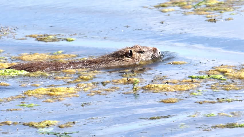 coypu swimming in a lake, surrounded by algae on the water