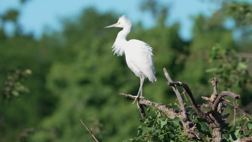 Young snowy egret standing on a branch near a green forest during bright daylight in a natural habitat