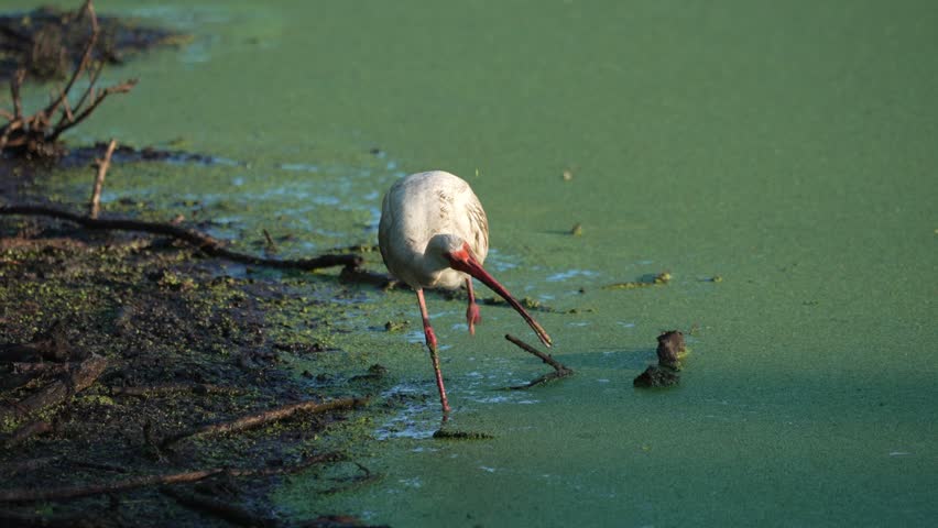An American white ibis stands by the water at a marshy area during the afternoon in a natural setting