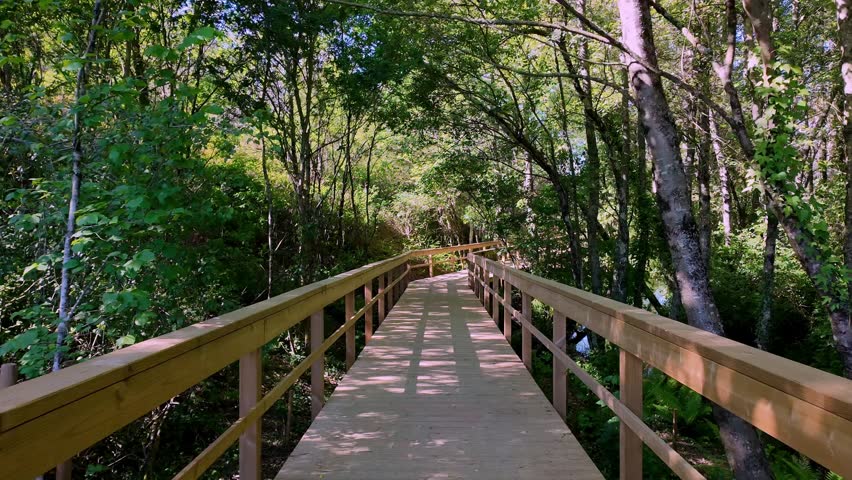A smooth point of view shot glides along the Passadicos do Rio Uima. The wooden boardwalk is dappled with sharp shadows from dense surrounding foliage under bright sunlight.