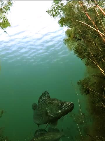 Low angle portrait view beneath a zander - Sander lucioperca - swimming directly toward the camera in slow motion. Dramatic perspective highlighting the silhouette and predatory features of this freshwater fish.