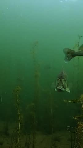 Several zander - Sander lucioperca - with shimmering scales move back and forth in front of the camera among dense aquatic plants. Elegant freshwater predators filmed in their natural habitat.
