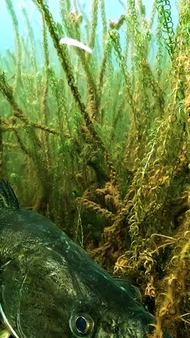 Portrait close up of a zander - Sander lucioperca - resting on the lake bottom before leaving the substrate and swimming into aquatic vegetation. Slow motion footage highlights the deliberate movements of this freshwater predator.