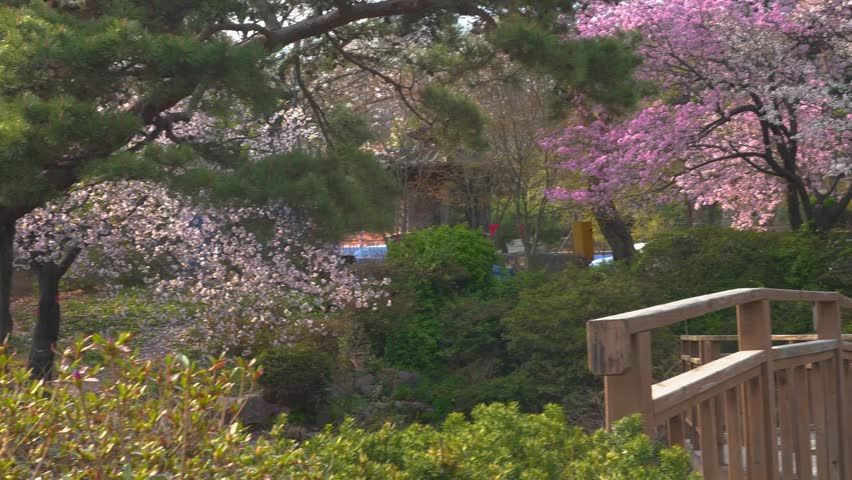 Stone Buddha statue standing among blooming pink cherry blossom and magnolia trees in a Korean Bongeunsa Temple garden in Seoul, South Korea.