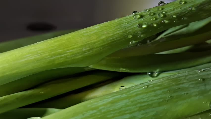 Macro shot of bright red tulip buds with green stem and drops on the leaves, sideways movement
