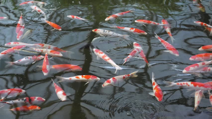 Colorful koi fish swimming in an ornamental pond