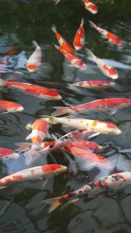 Colorful koi fish swimming in an ornamental pond