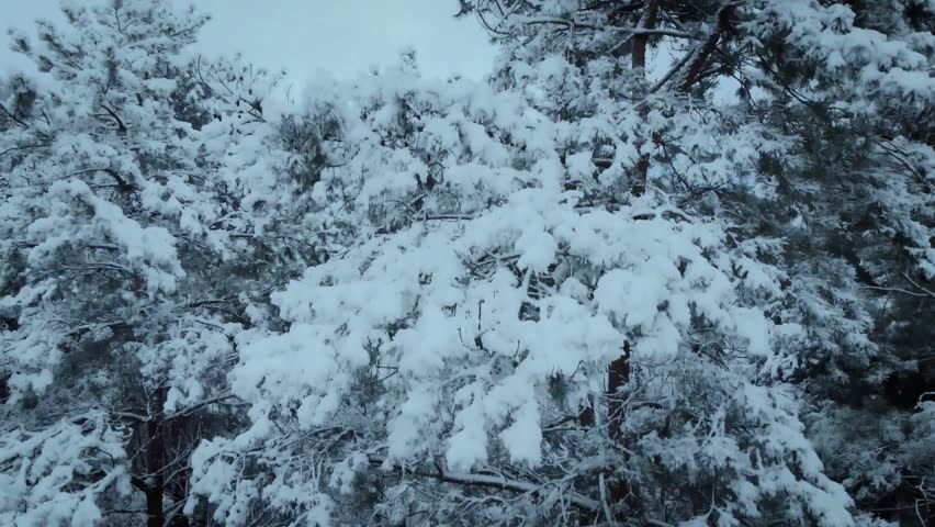 A natural snowy landscape view with trees covered in snow