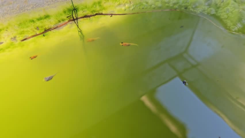 Small guppy fish fry swimming in a bright green algae filled pond with plant matter and reflections on the water surface