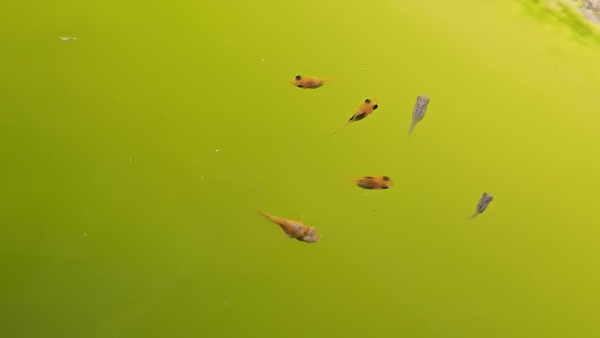 Small guppy fish fry swimming actively in bright green algae filled water with bubbles on the surface