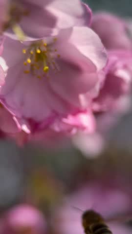 Bee Flying Towards Pink Cherry Blossom Flower Macro Close Up Spring Nature Wildlife