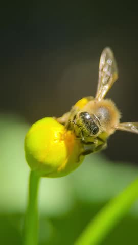 Close Up Macro Shot of a Bee on a Yellow Flower Bud