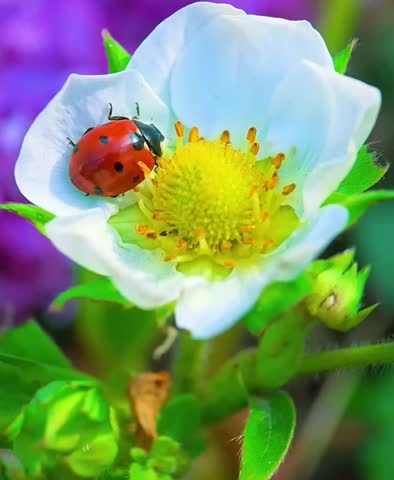 Red Ladybug Resting on a White Strawberry Flower with a Bright Yellow Center