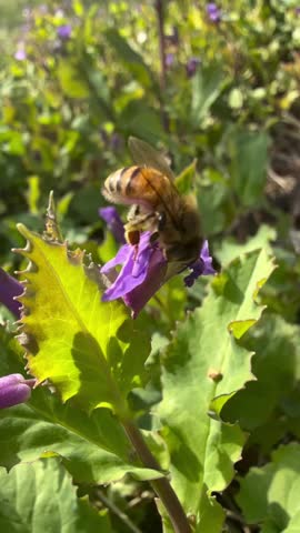 Honey Bee Pollinating a Purple Flower in a Sunlit Garden
